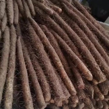 麻山药