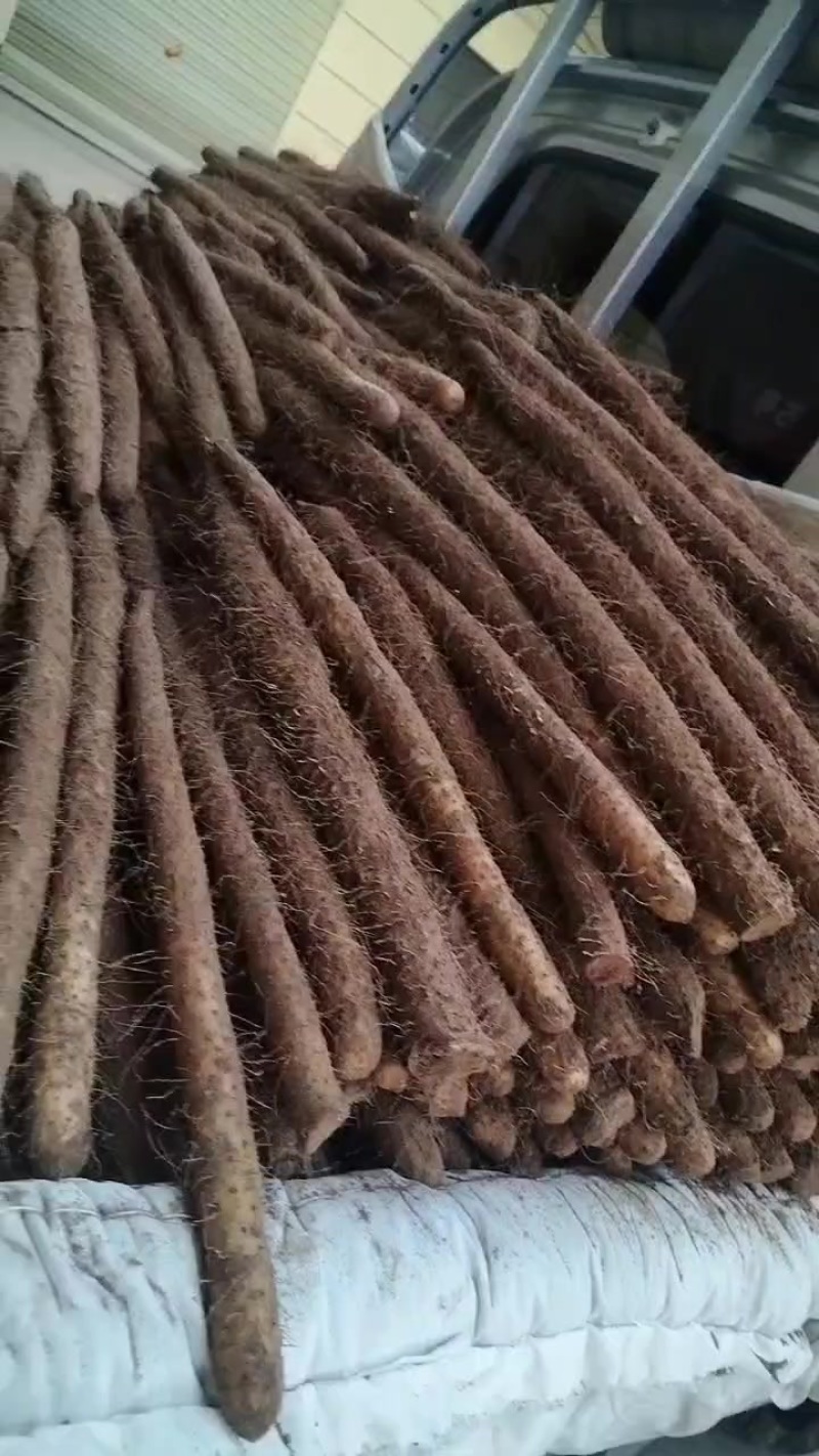 麻山药