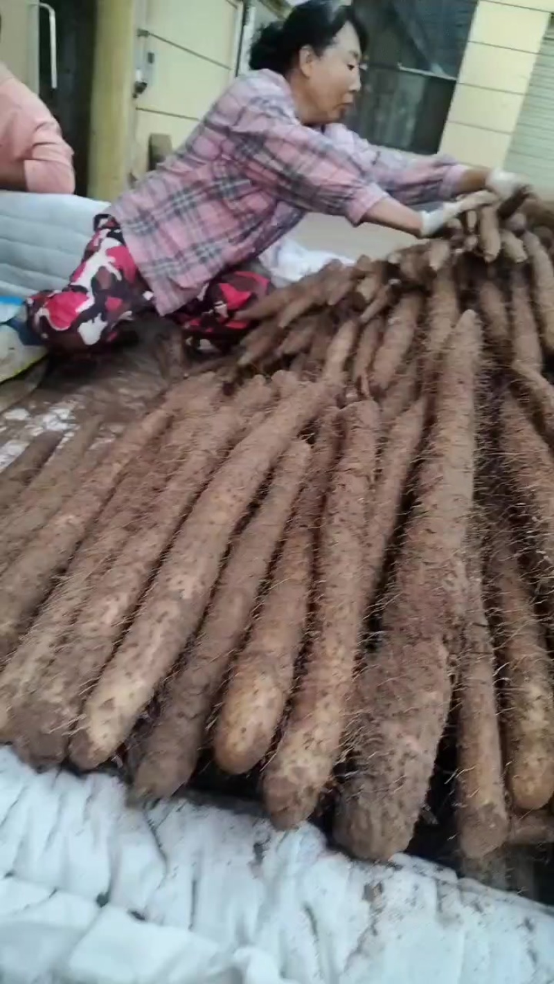 麻山药