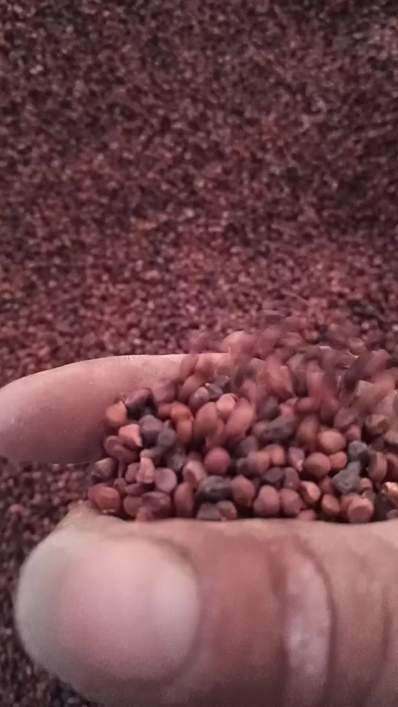 马连籽