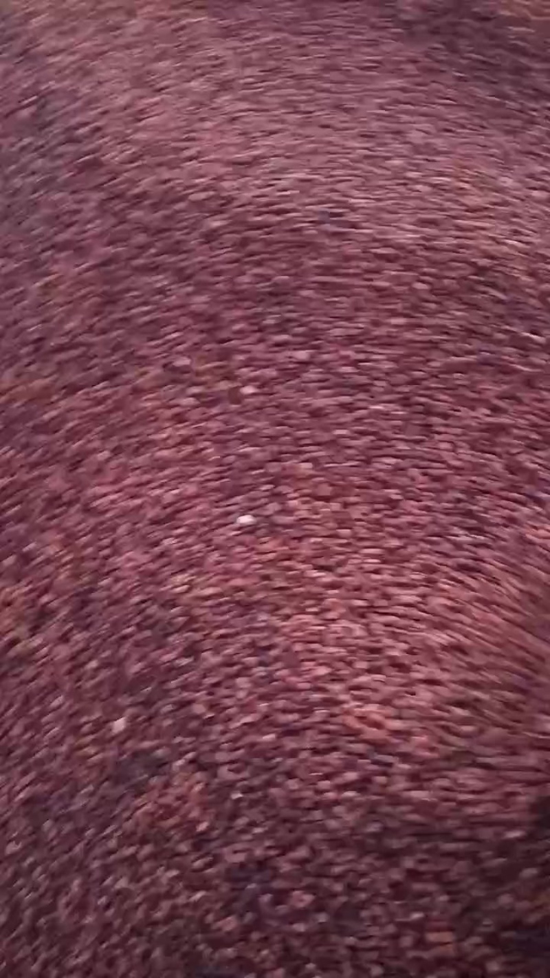 马连籽
