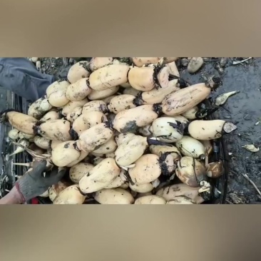 优质莲藕价格合理诚信经营，货源稳定