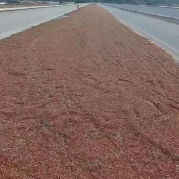 宁县高粱新鲜上市，产地直供