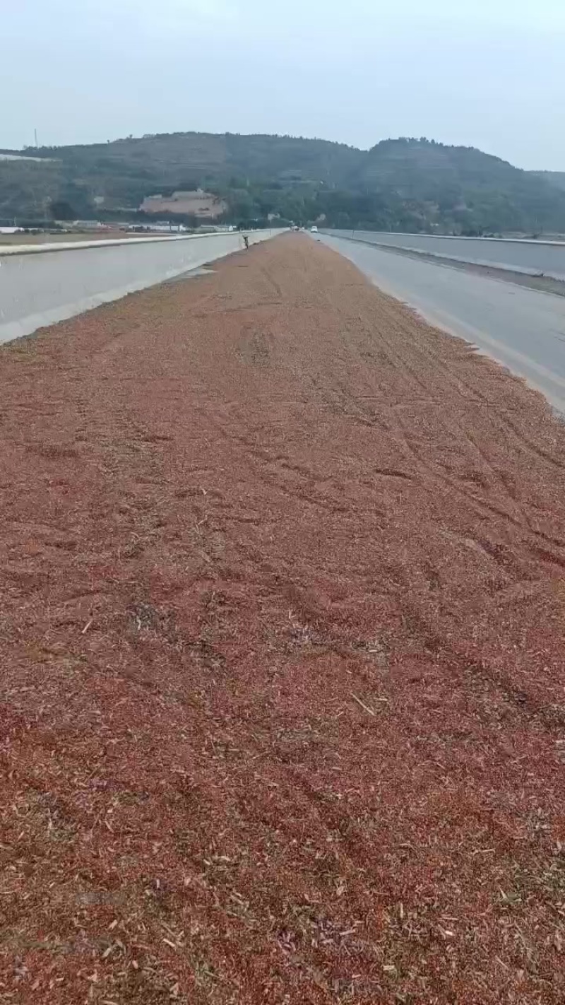 宁县高粱新鲜上市，产地直供