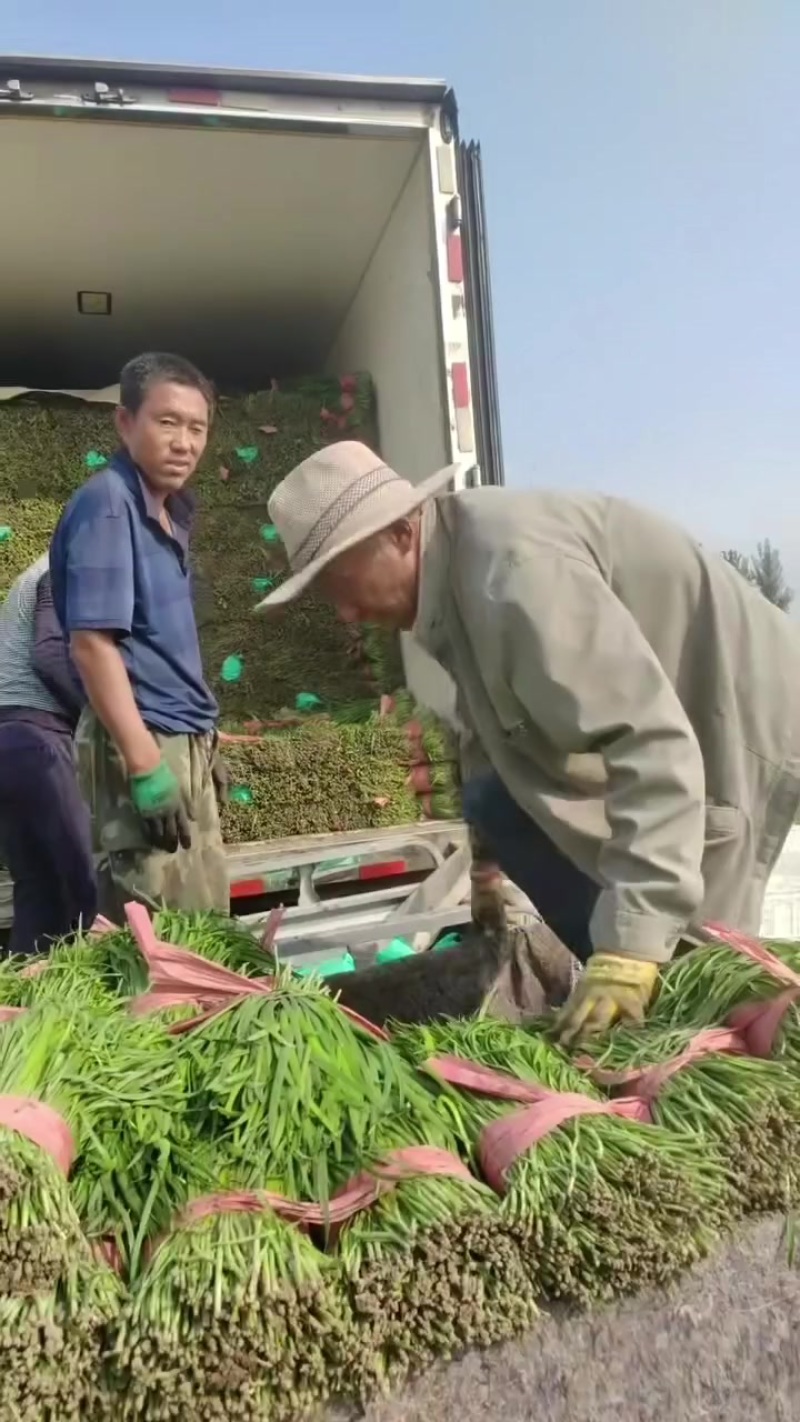 万亩韭菜产地大量上市，产地直发，需要的老板联系