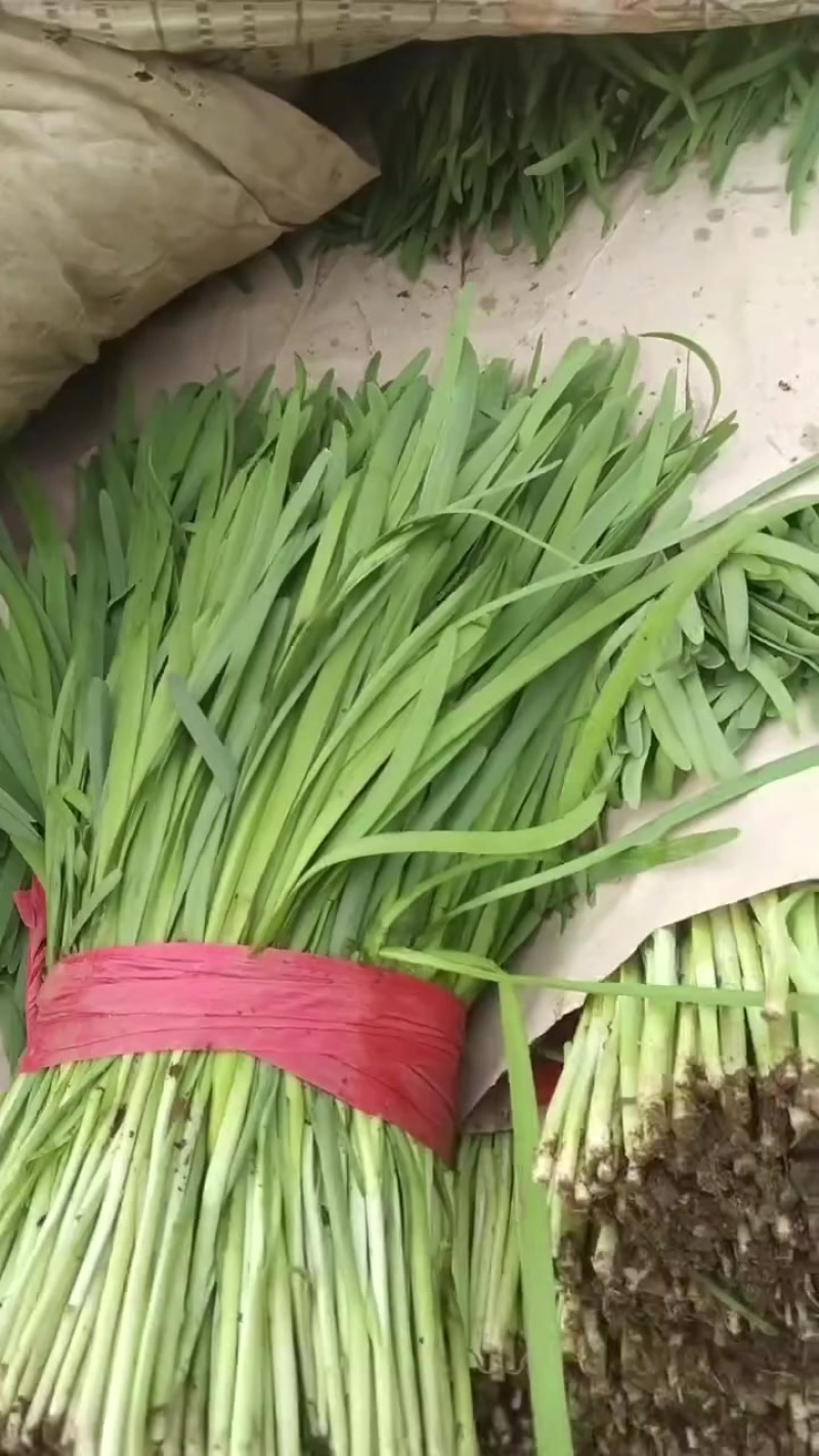 万亩韭菜产地大量上市，产地直发，需要的老板联系