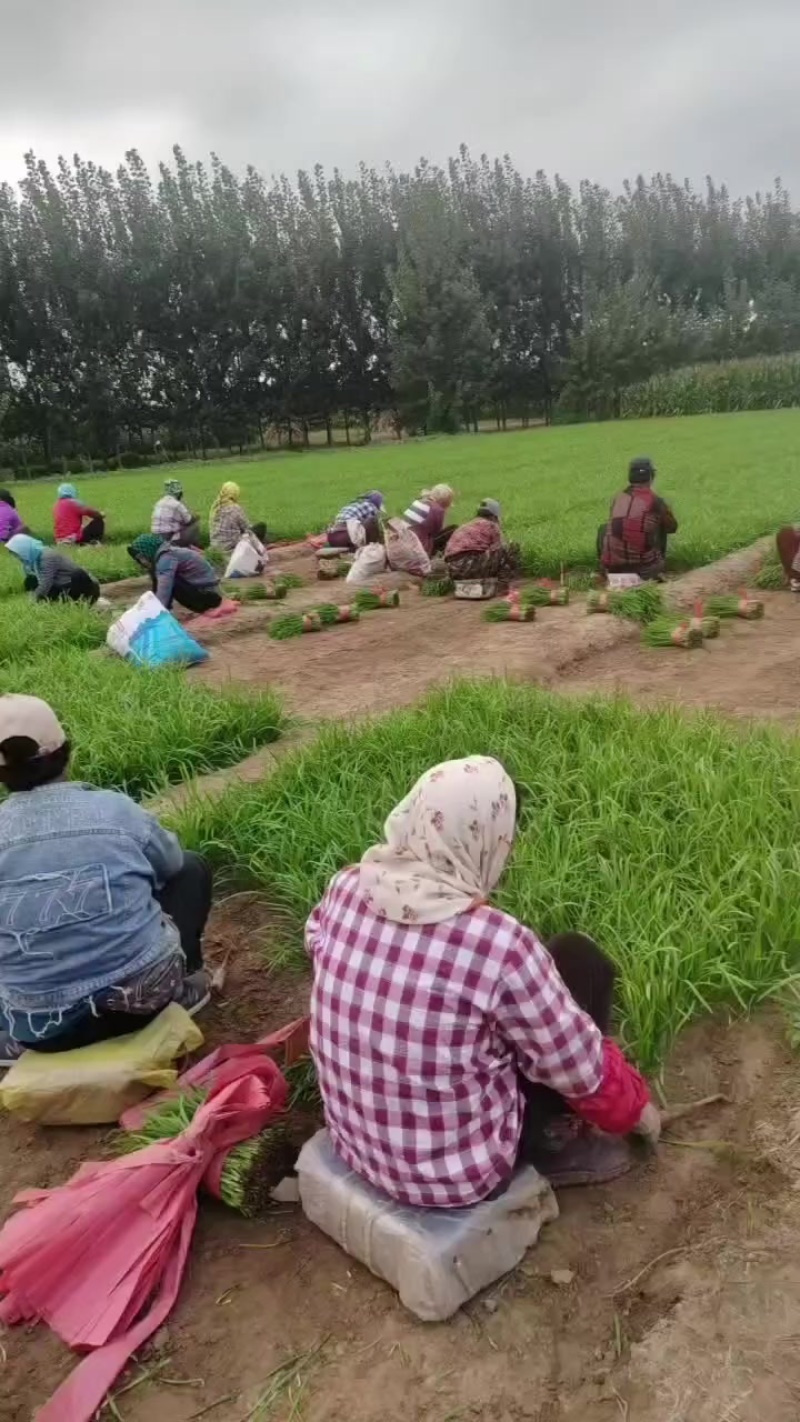 万亩韭菜产地大量上市，产地直发，需要的老板联系