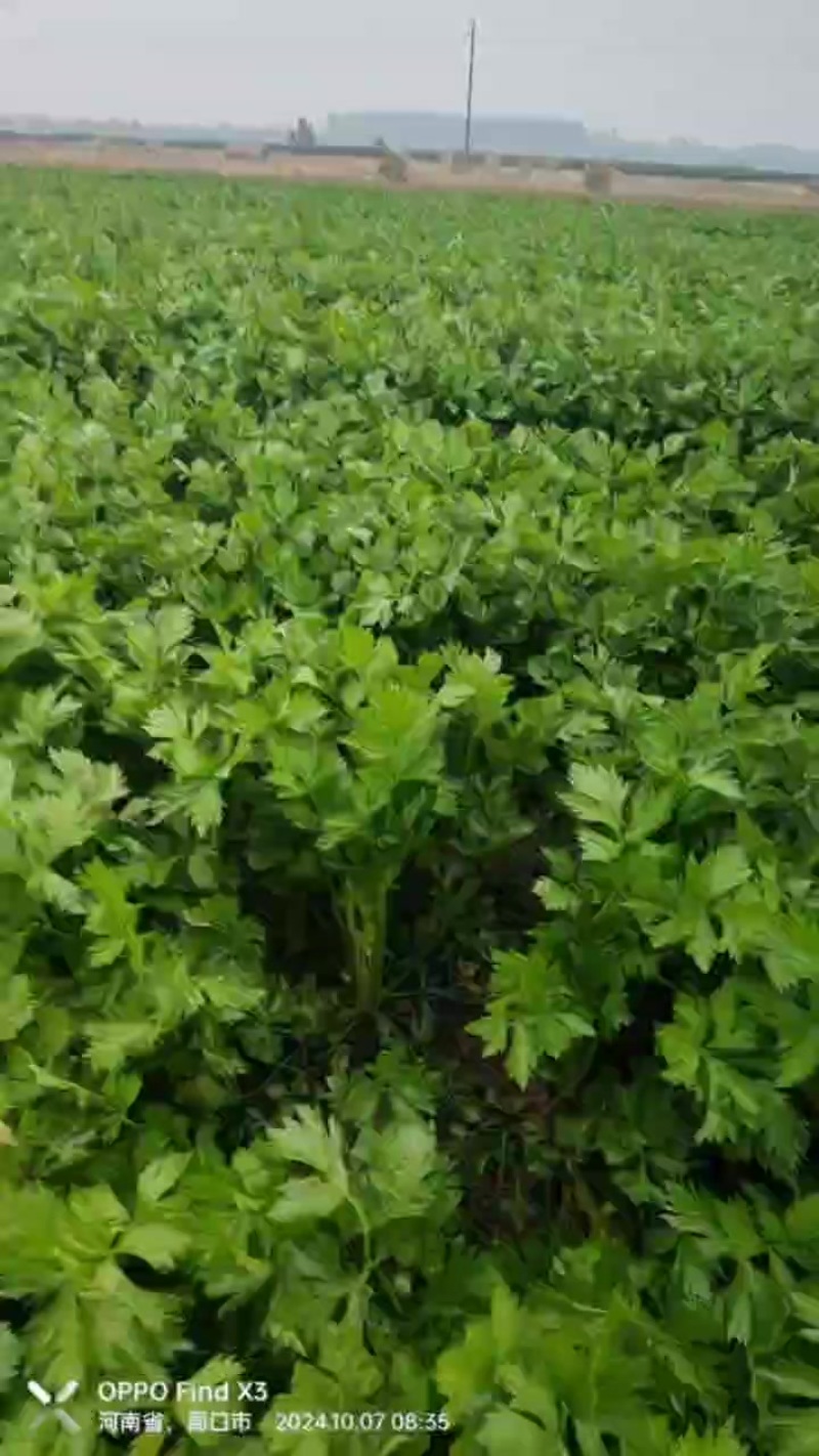 小棵西芹