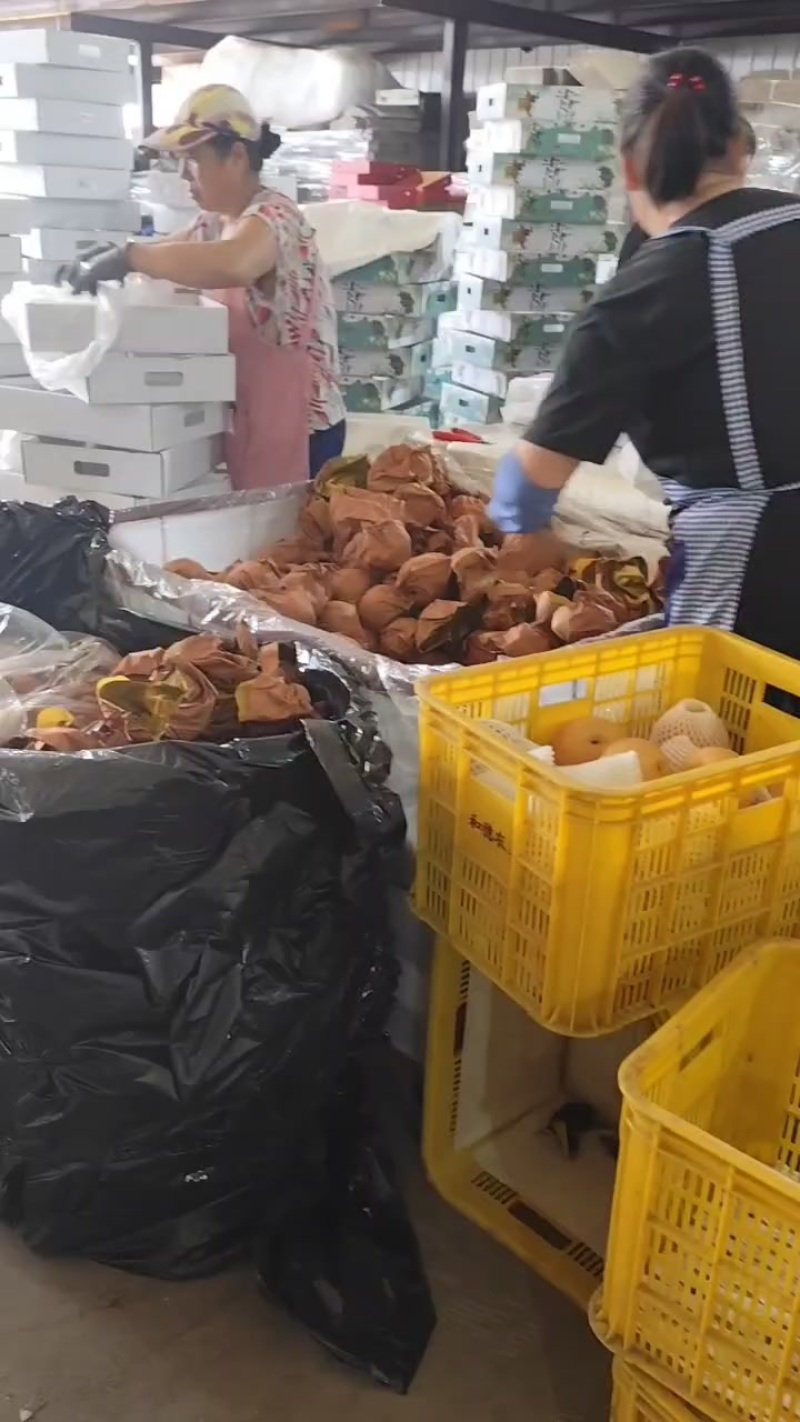优质冷库秋月梨大量供应