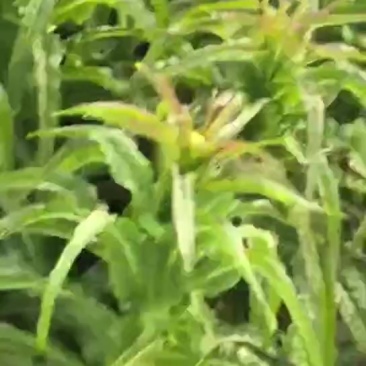 山东郯城莴苣大量上市中