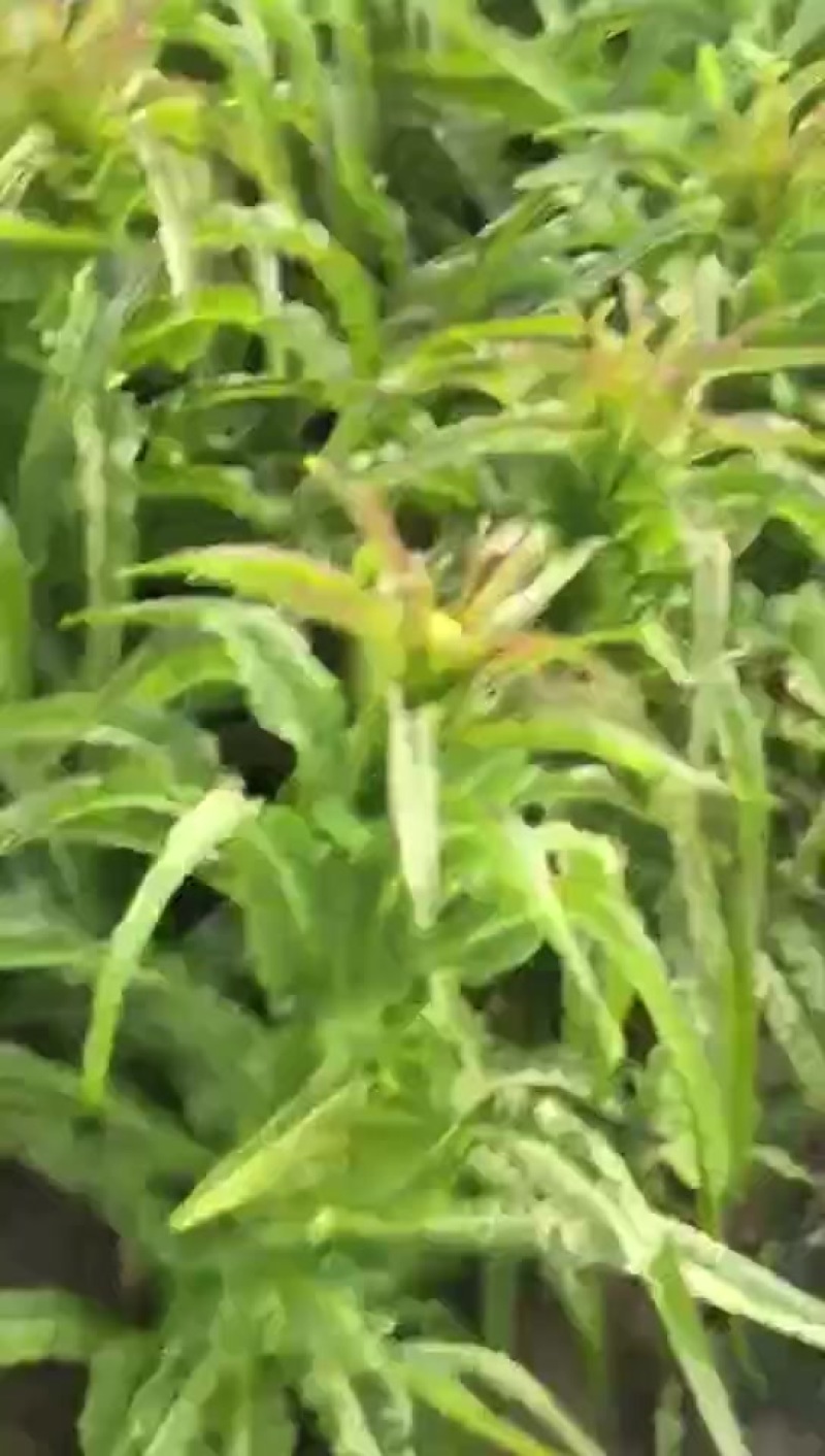 山东郯城莴苣大量上市中