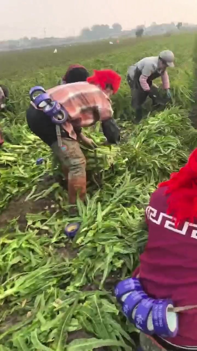 山东郯城莴苣大量上市中