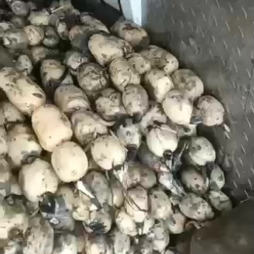 需要莲藕的，直接打电话，不然都会被认为是平台的托，不回复
