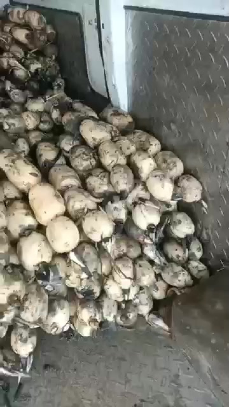 需要莲藕的，直接打电话，不然都会被认为是平台的托，不回复