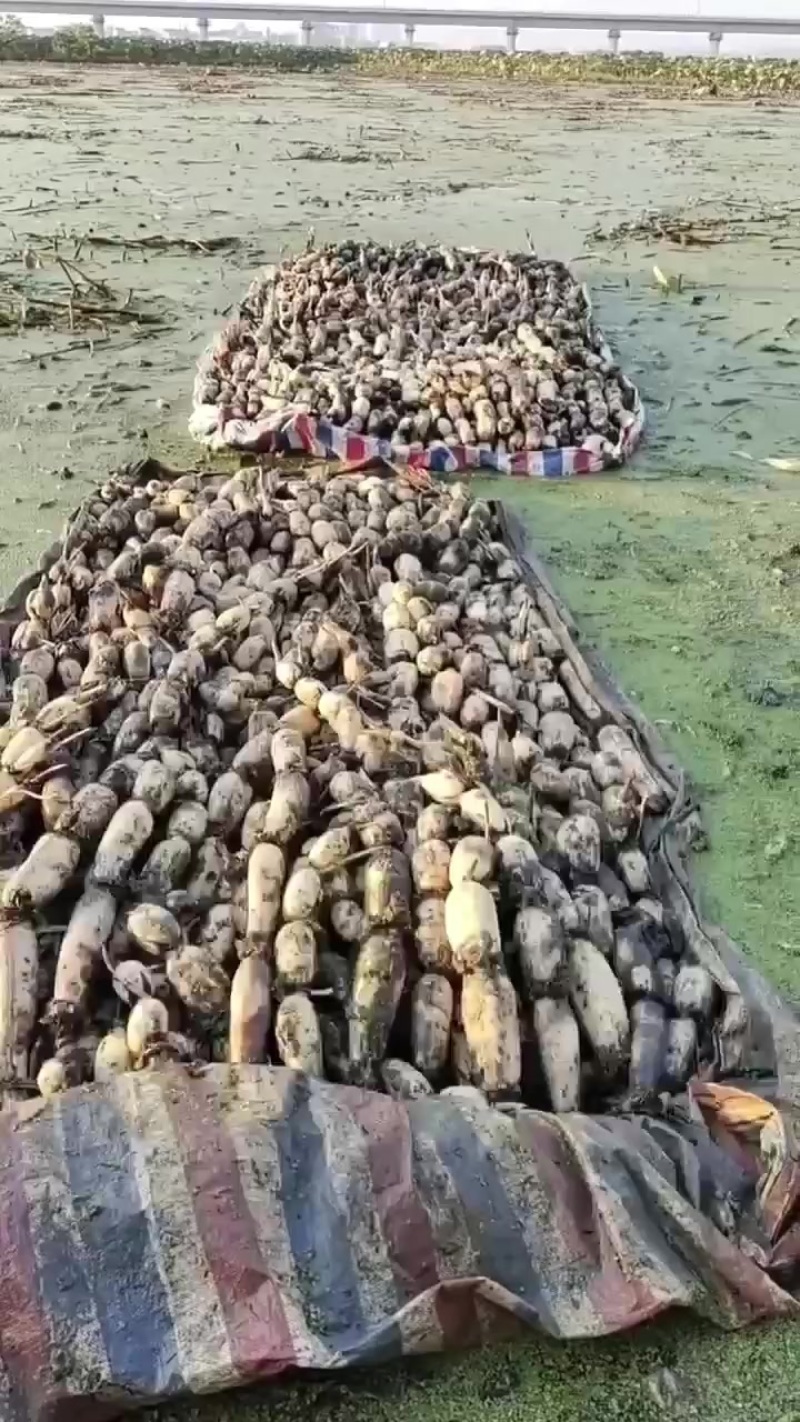 需要莲藕的，直接打电话，不然都会被认为是平台的托，不回复