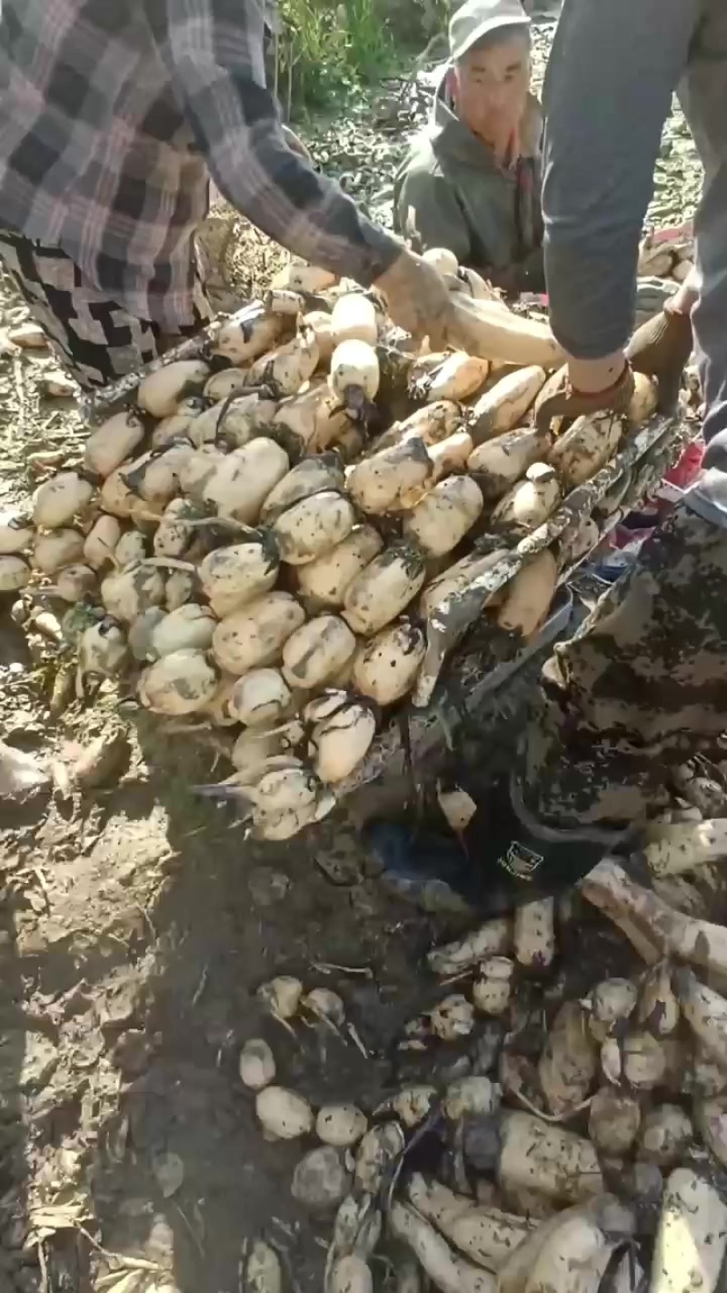 需要莲藕的，直接打电话，不然都会被认为是平台的托，不回复