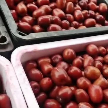 黄河滩枣