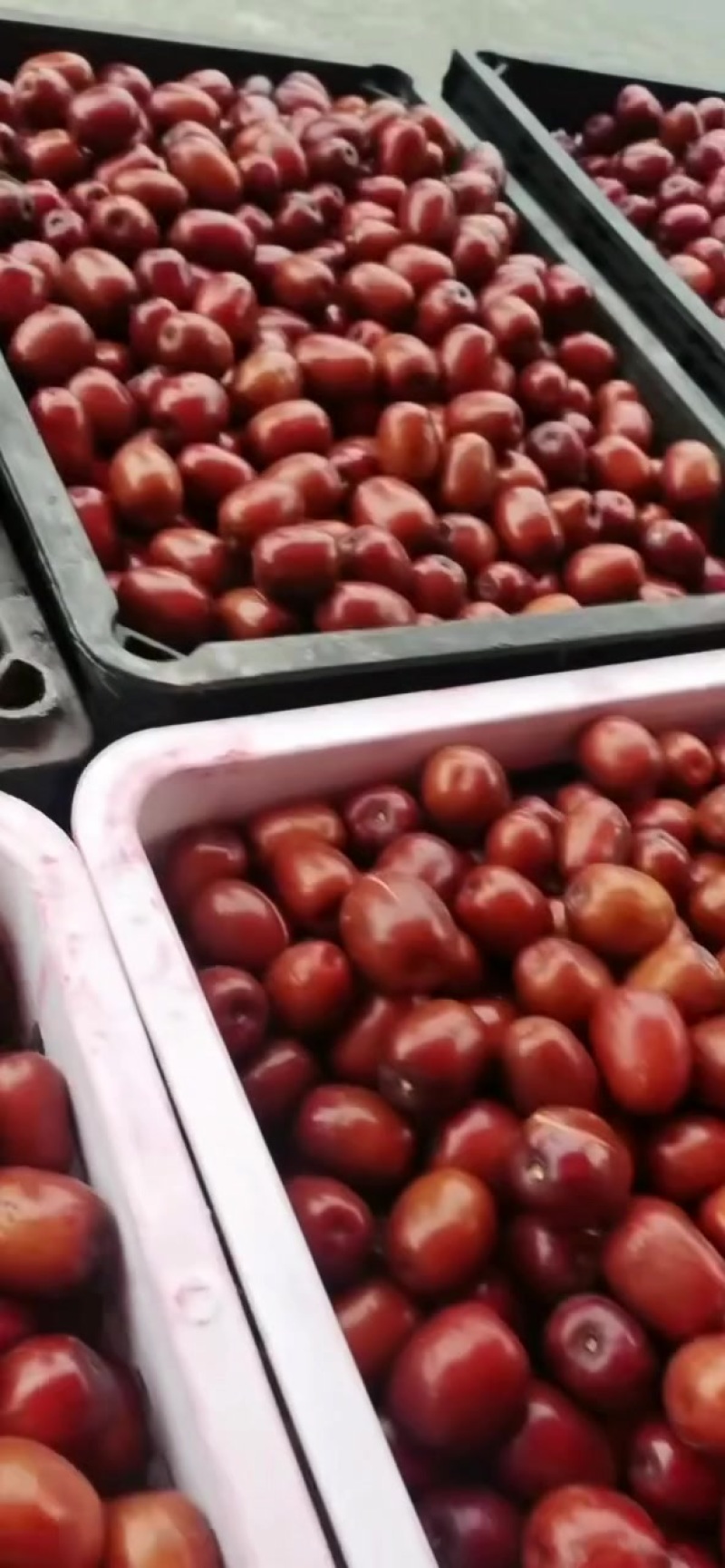 黄河滩枣