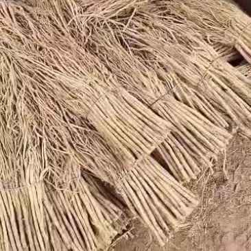 新鲜黄芪，保健佳品，**特惠！