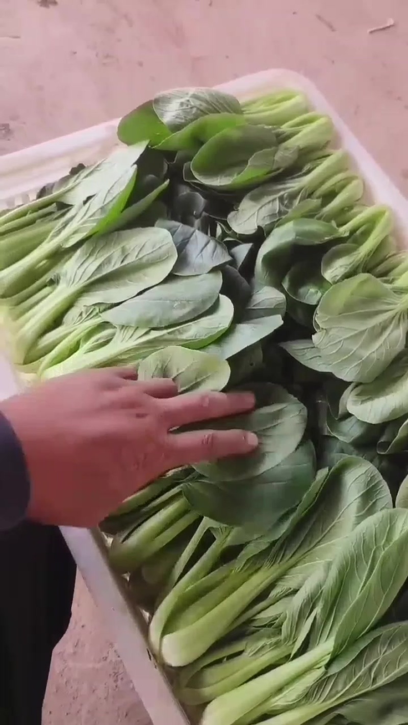 纯精品上海青