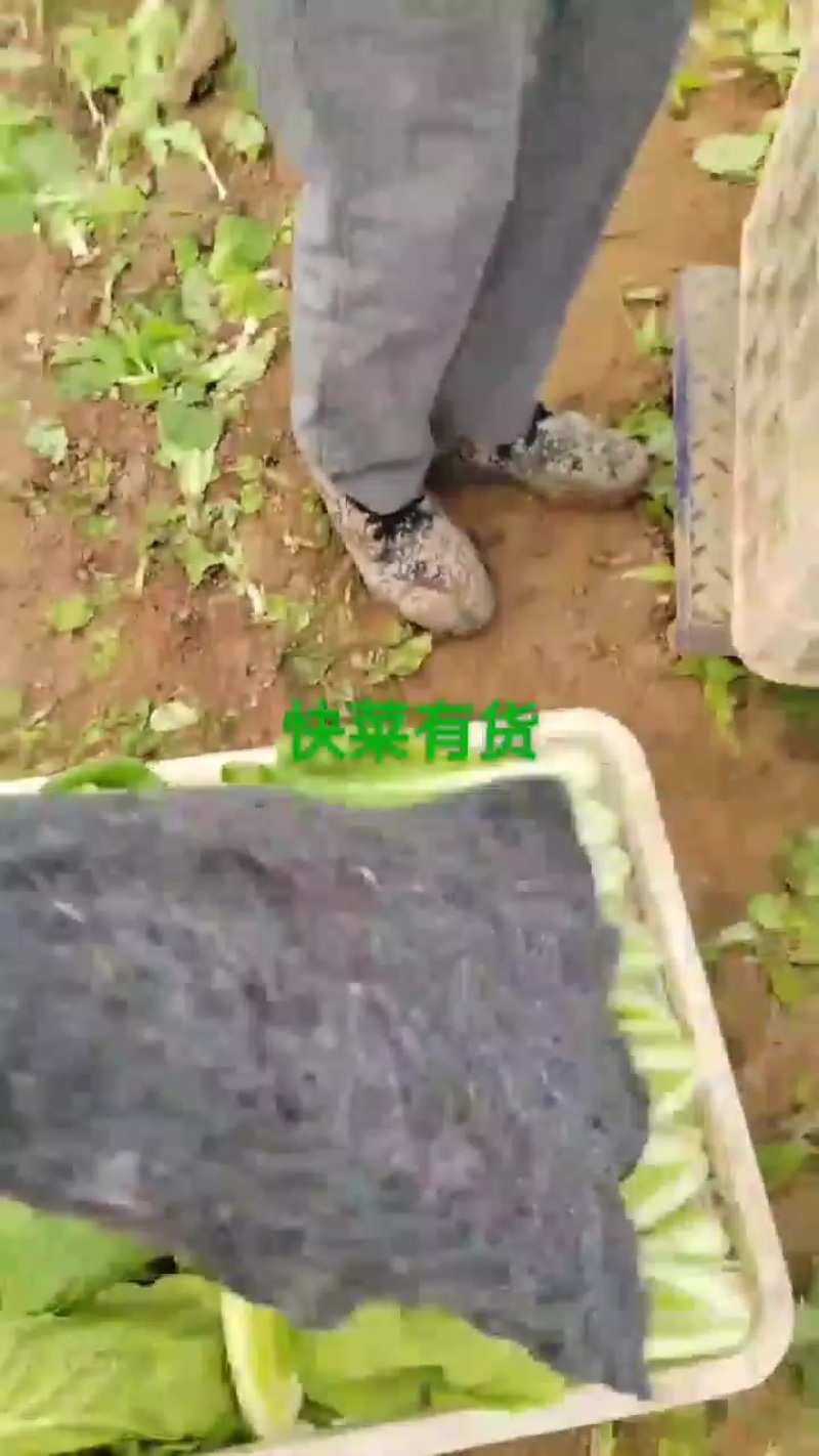 纯精品上海青