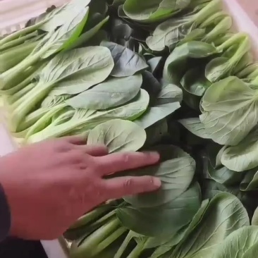 纯精品上海青