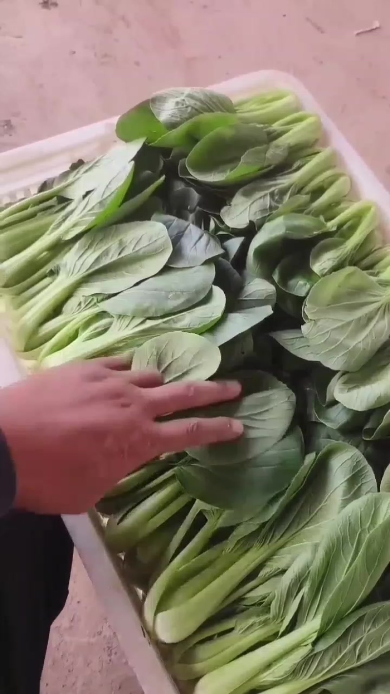 纯精品上海青