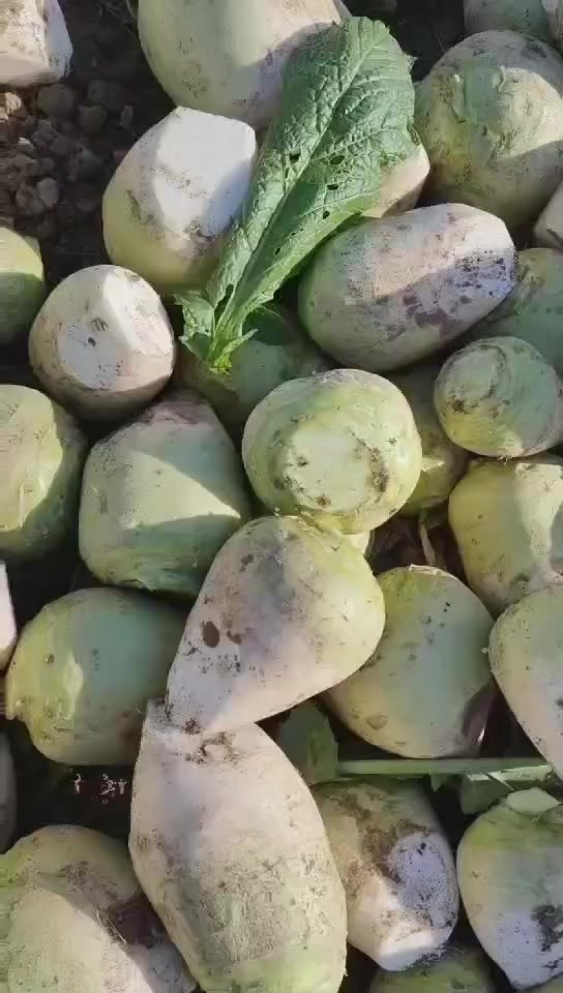 芥菜头大量供应