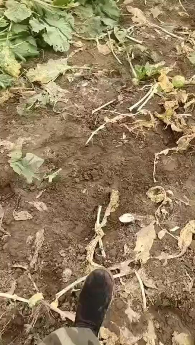 芥菜头大量供应