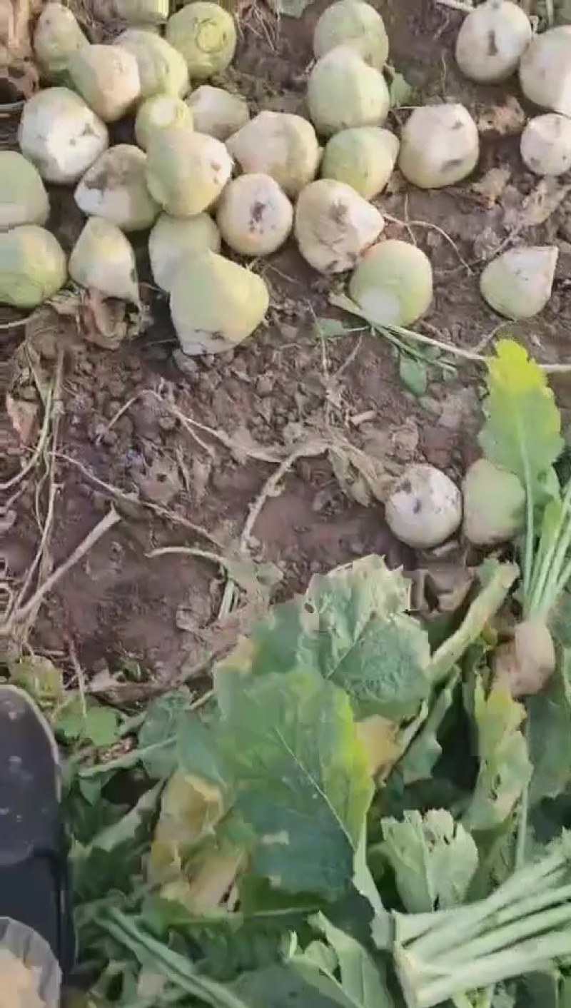 芥菜头大量供应