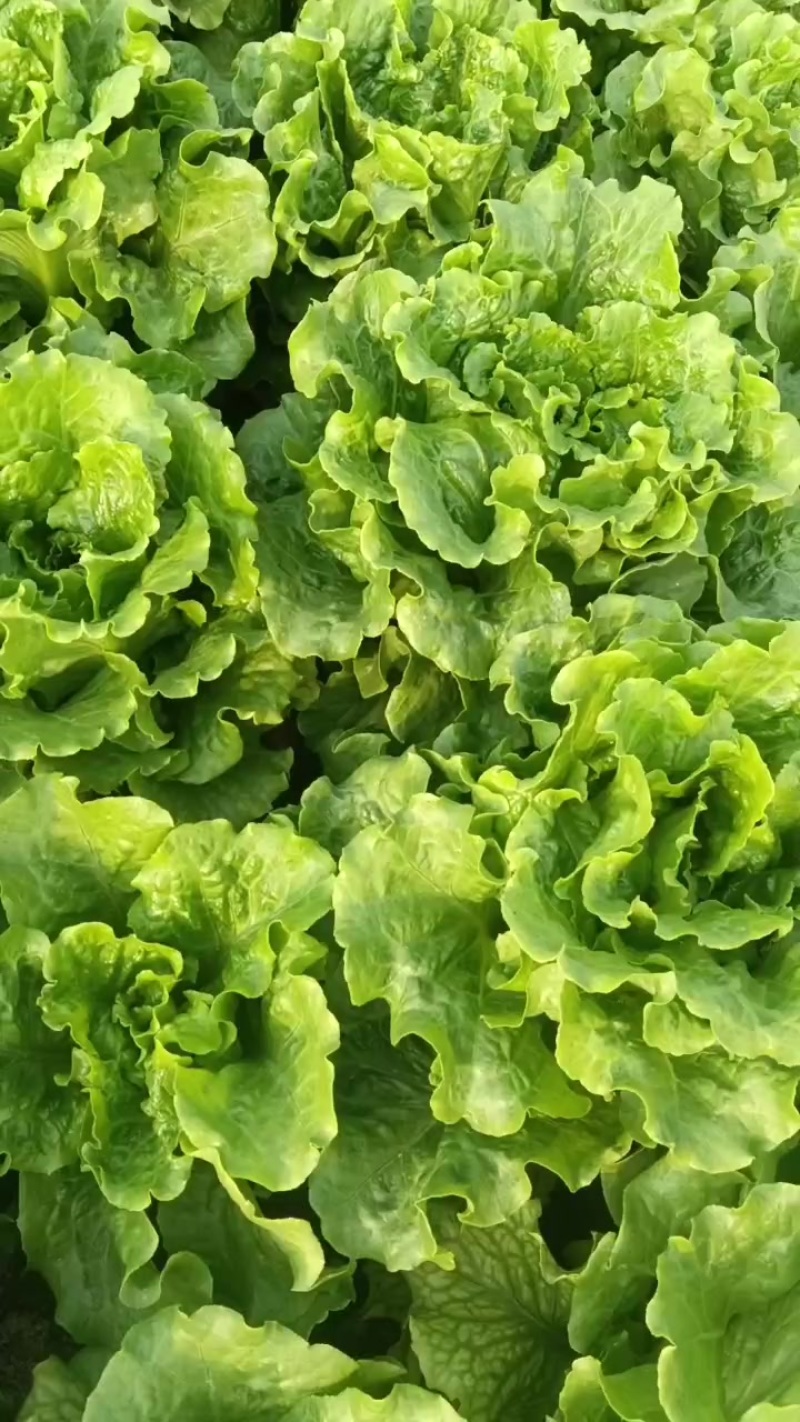意大利生菜大量上市，欢迎各界老板前来选购