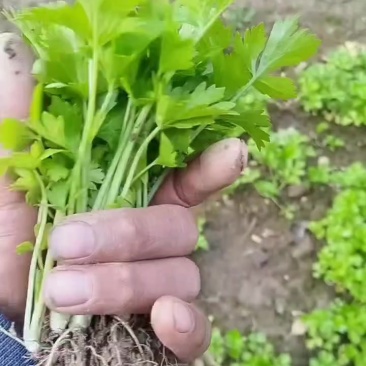 皇后西芹苗子