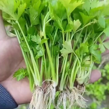皇后西芹苗子