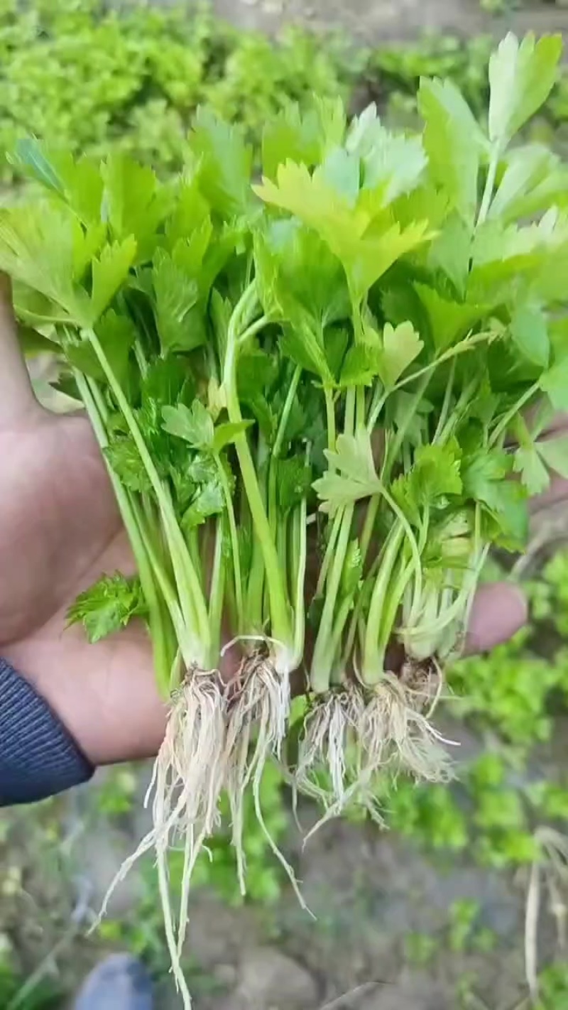 皇后西芹苗子
