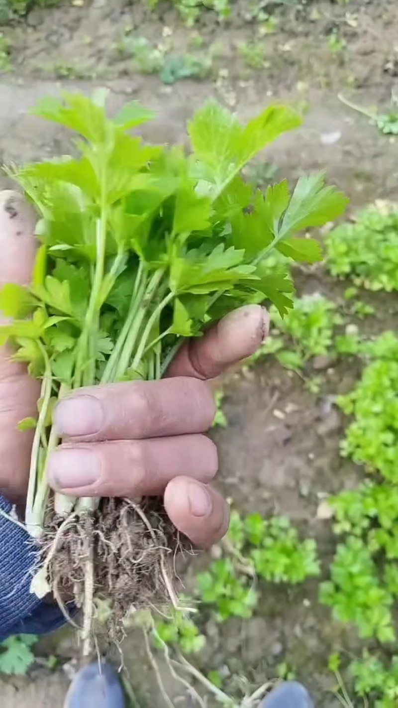 皇后西芹苗子