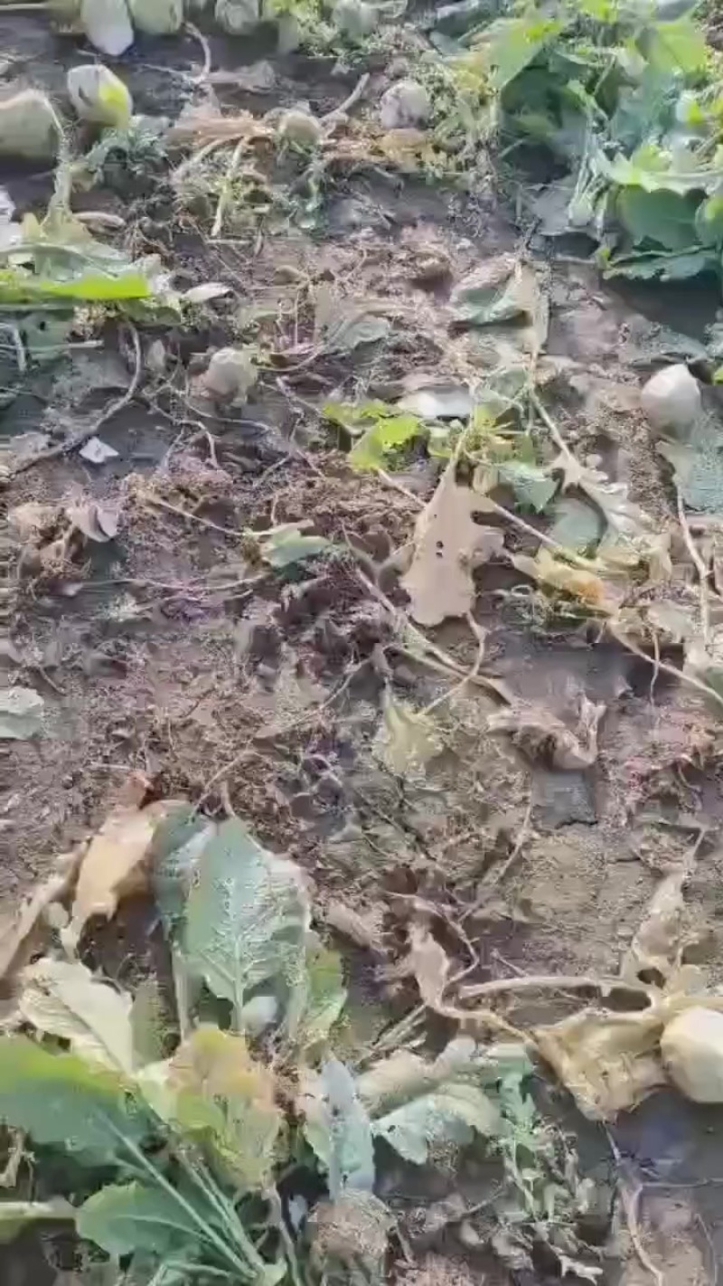芥菜头大量现货