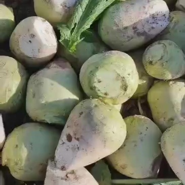 芥菜头大量现货