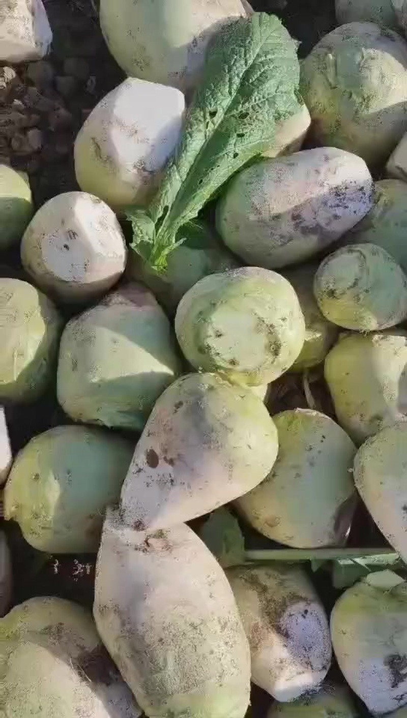 芥菜头大量现货