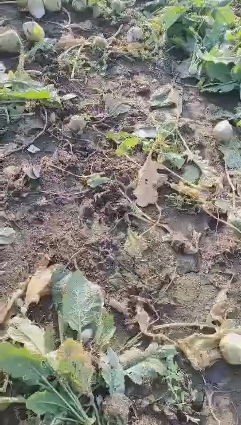 芥菜头大量现货