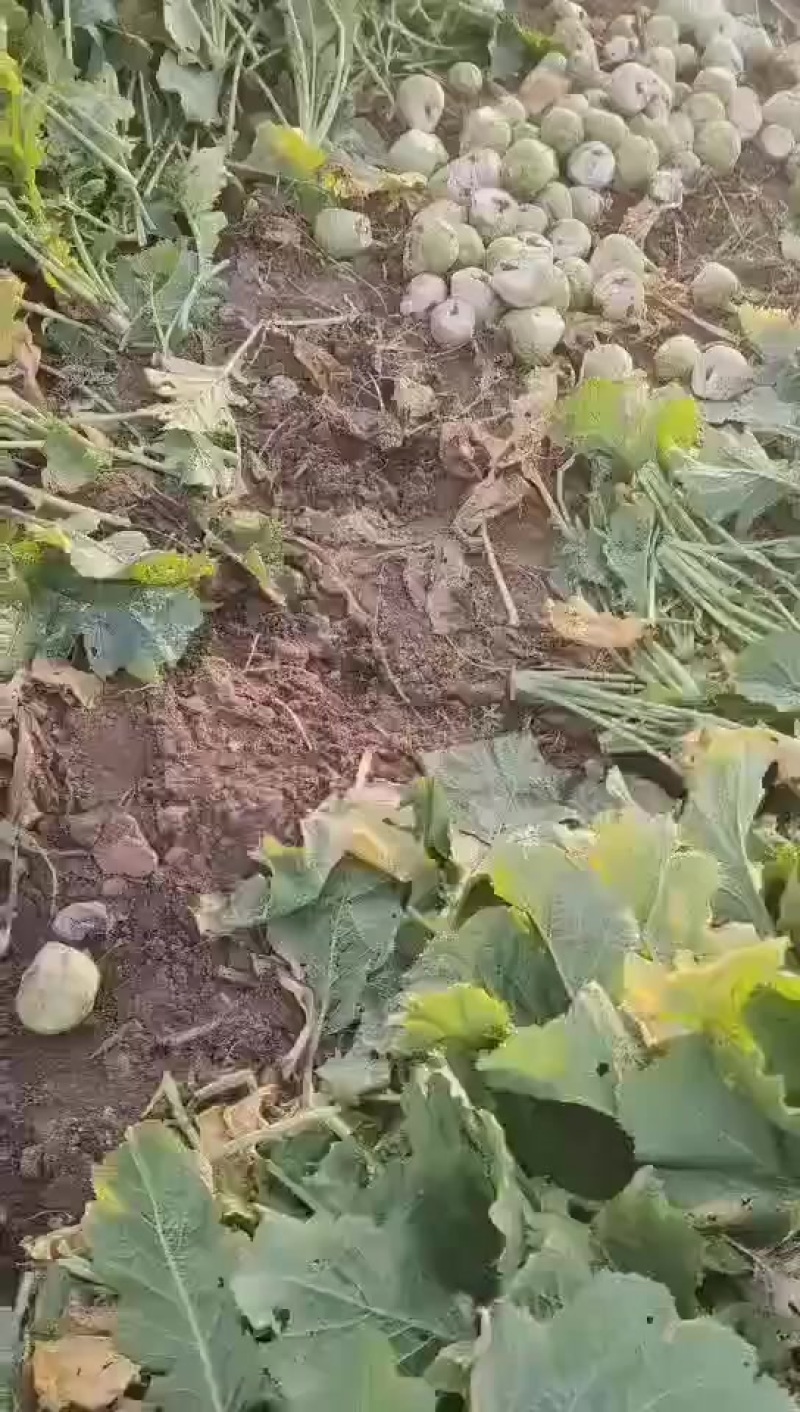 芥菜头大量现货