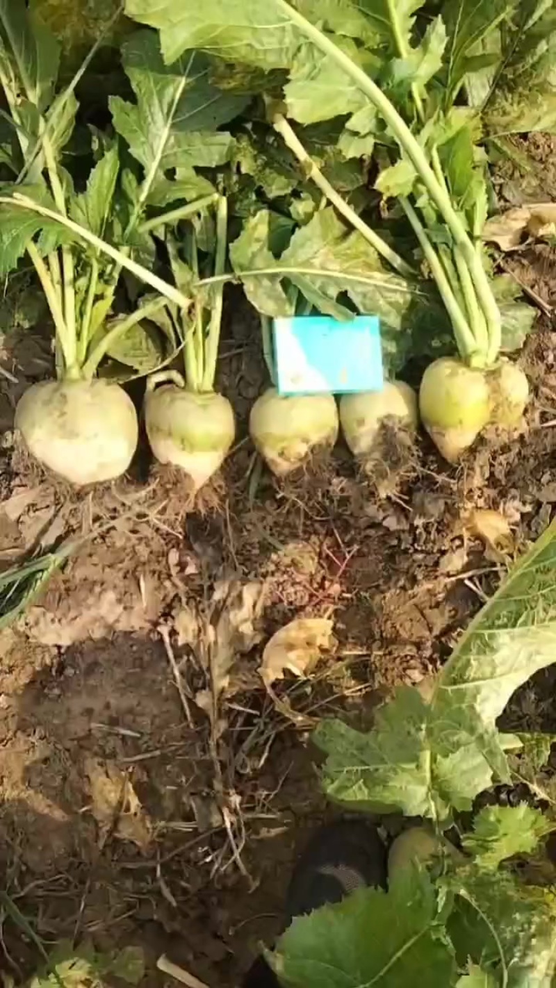 芥菜头大量现货