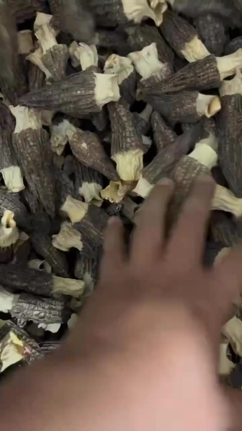头茬羊肚菌7-11公分，头茬厚肉黑货产地批发