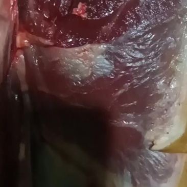 放养黑山羊肉