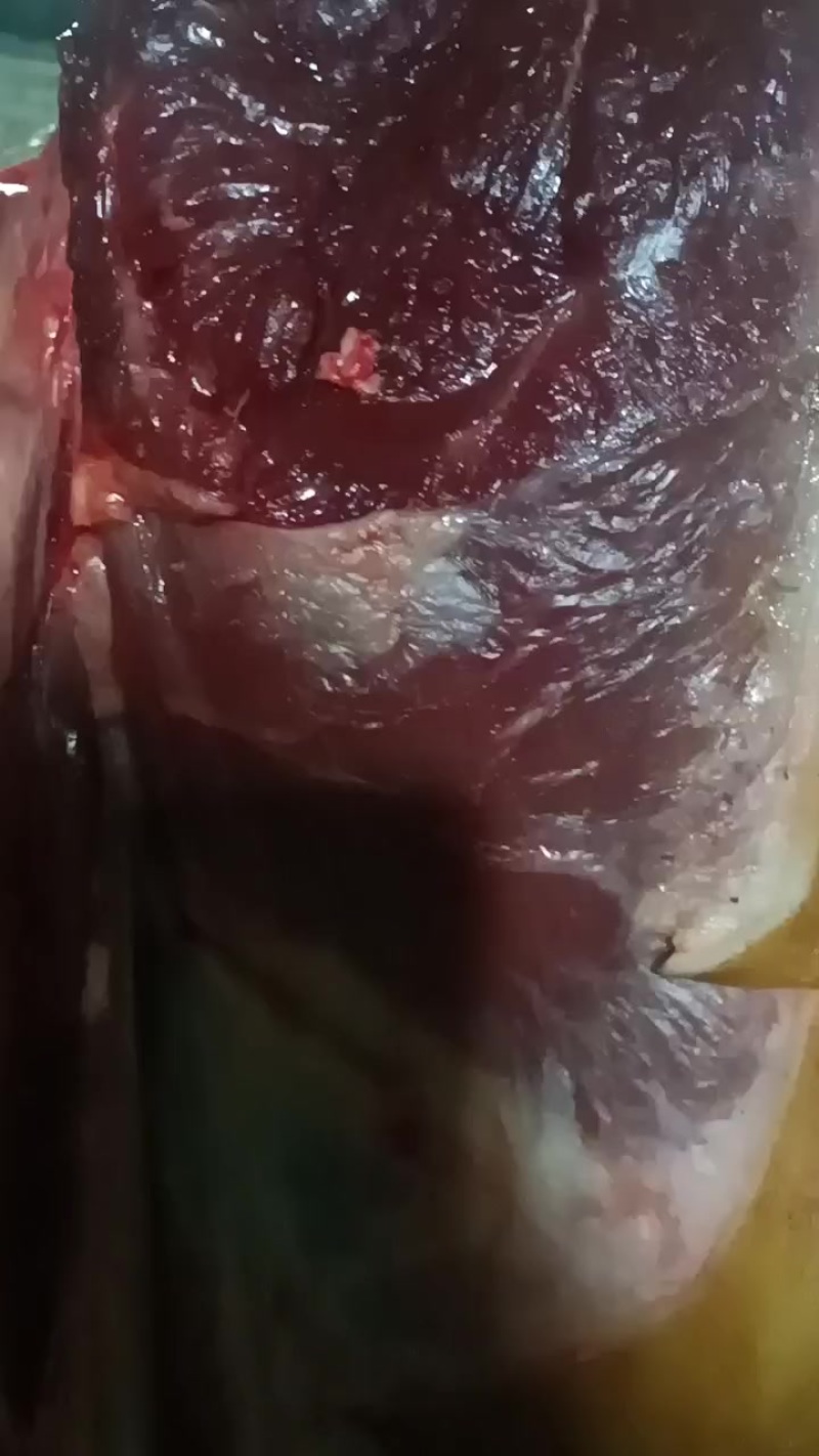 放养黑山羊肉