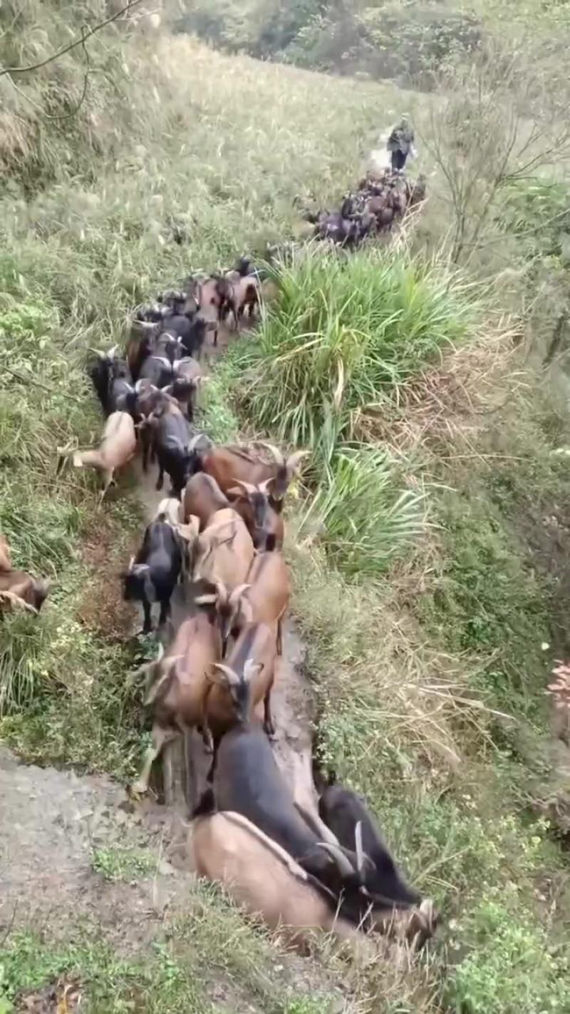 放养黑山羊肉