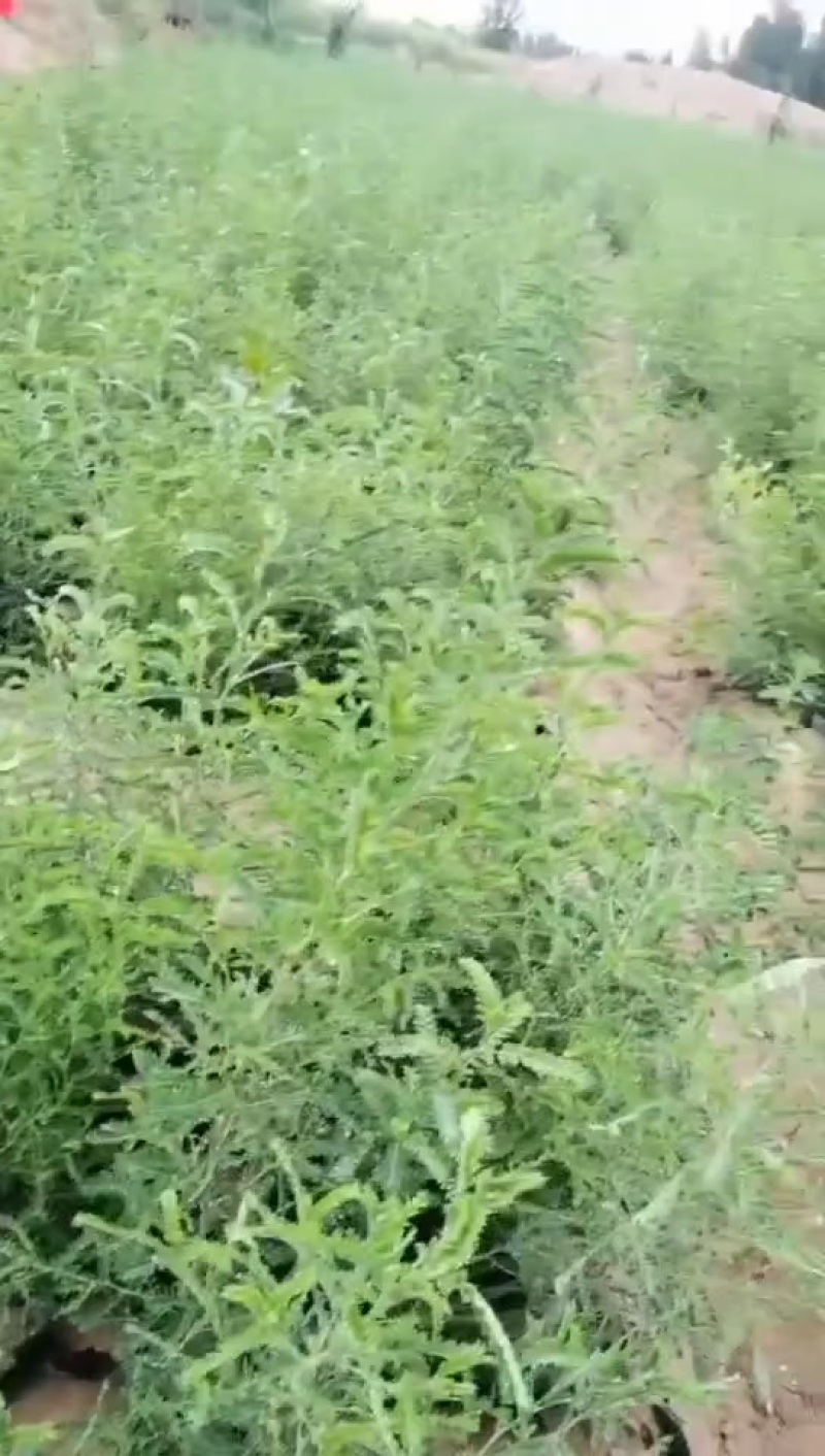 营养杯砂生槐