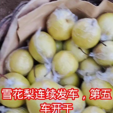 青龙山坡雪花梨