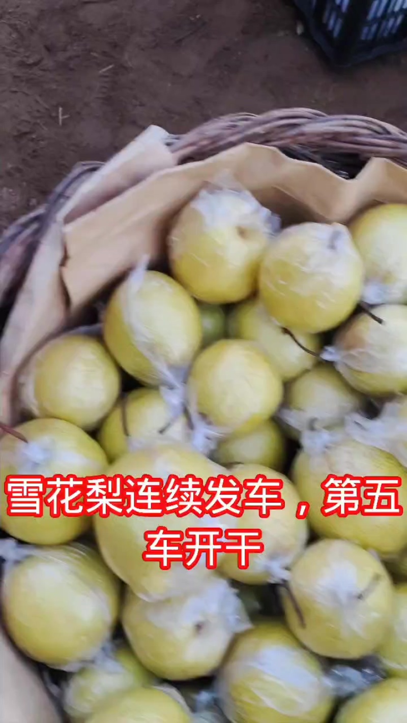 青龙山坡雪花梨