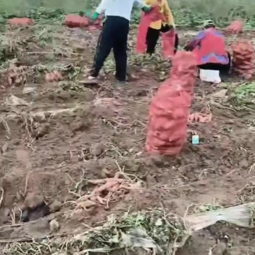 加工厂红薯，龙薯，大量供应，价格美丽