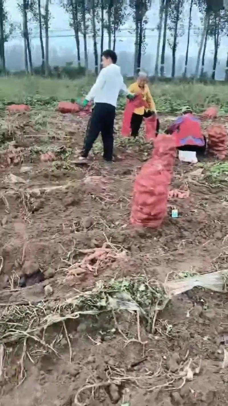 加工厂红薯，龙薯，大量供应，价格美丽